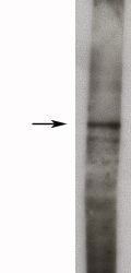   Western blot of rat kidney lysate (10 ug/lane), detection of endogenous Sphingosine kinase 1, long form using X2038P (3 ug/ml), HRP anti-rabbit was used at 1:75k, and developed with Pierce’s Super Signal West Femto.